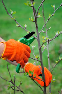 A key to simple living is taking time to prune.